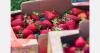 U.S. senator calls for investigation into Mexican strawberries
