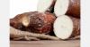 Paraguay unveils new cassava varieties