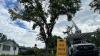 Silent killer: Inside Regina’s battle against Dutch elm disease