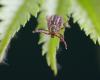 Dangerous tick-borne viruses can outsmart the human immune system