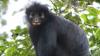 An Entirely New Monkey Species Has Been Hiding in The Congo Rainforest