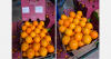 South Africa's Valencia season will be shaped by fruit size and market timing