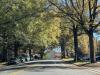 Fairfax Tree Commission could be axed in merger of environmental advisory groups