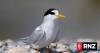Newly arrived H5N1 bird flu likely to take hold in New Zealand, MPI says