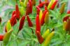Organic farming production increasing in the state