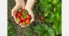 An analysis by PAN Europe confirms that EU organic strawberries contain no pesticides