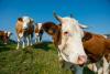 European Commission warns nitrogen pollution is costing billions