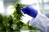 Pending federal hemp ban already hurting Florida businesses