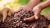Ugandan coffee makes history at London auction with record prices