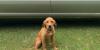 Kansas Game Warden crew announces additions of 3 new K9 partners