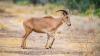 Texas study finds invasive aoudad carry pneumonia that can prove fatal to exposed bighorn sheep