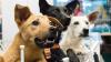 Waterborne Toxin Warning Issued For Oregon Pet Owners