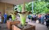Rare corpse flowers bloom at California garden, drawing crowds with fleeting display