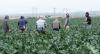 Trump Administration Plans to Take Healthcare Away From the Feeders of Americans: Farmworkers