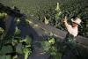 California drought changes the map for broccoli farmers