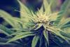 $8M worth of illicit cannabis seized in four separate enforcement actions in B.C.