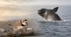 Trump Administration alters Endangered Species Act definition of ‘harm’: What it could mean for Delmarva’s wildlife