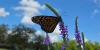 Butterflies released for local research project