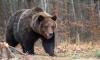 Senate Western Caucus Members Applaud Trump DOI Move Returning Management of Grizzly Bears to the West