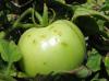 High-pressure spray applications may help spread bacterial spot disease, scientists warn