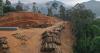Colombia’s New Law Takes Aim at Illegal Deforestation