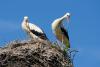 Storks eating ‘junk food’ face health risks, study finds