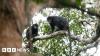 New monkey species with orange lips found 'hiding' in DRC forest