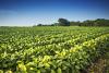 Climate Stress May Lower Soybean Seed Quality