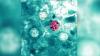 Michigan cyclosporiasis cases top 5,000