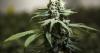 Provincial investigators seize $8 million worth of cannabis from 4 B.C. warehouses