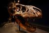 South Dakota T. rex fetched millions, and scientists fear a private buyer will lock it away