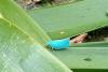 New Zealander spots bright blue planthopper, and a pigment mutation may explain it