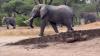Kenya's former orphan elephant Kiasa draws big wild bulls, and a calf could follow