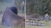 Wyoming grandfather says Yellowstone bison spared his life after 8-foot toss shattered femur