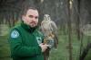 Oldest Known Saker Falcon Sets World Longevity Record at 32 in Stara Zagora