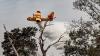 French forest fire suspect in custody - prosecutor