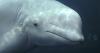 Aquariums in U.S., Spain step in to save whales stuck at closed Marineland in Ontario