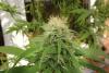 Vernon cannabis warehouse among 4 raided by provincial unit (Vernon)