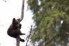 Alaska Bear Cubs Climb Precariously High in ‘Nanny Tree’