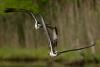 Indianapolis neighbors push back on truck yard plan for wetland with eagles, osprey, and cranes