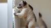 Japan family finds bear opening fridge in kitchen