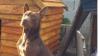Cape Town sanctuary launches community kennel project for vulnerable dogs