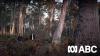 Why the Wilderness Society withdrew from Mona's forest congress
