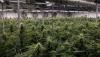 Best Cannabis Nutrients 2026: I Grew 47 Plants in a Bangkok Rooftop Garden and Tested 10 Nutrient Lines So You Don’t Have To