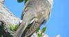 MIDDLE GEORGIA OUTDOORS: Fascinating yellow-billed cuckoo hard to spot