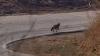 On Cozumel, Mexico, residents thought a tiny fox was extinct, until one appeared roadside