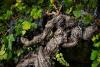 Centuries old SA vineyard thrust into international spotlight