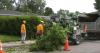 Cases of Dutch elm disease on the rise in Regina