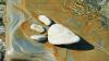Azzuro expands Red Hill footprint with high-grade copper-gold strikes