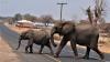 Elephants may close their ear canals at will to hear vibrations miles away
